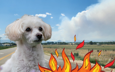 Dogs, Pets & Fires