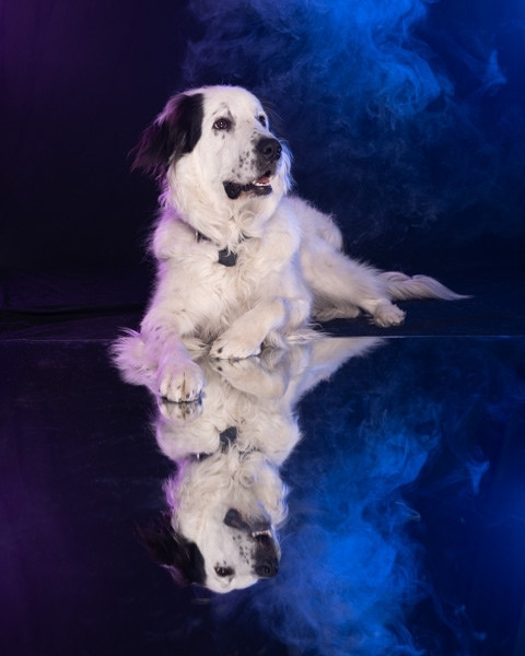 a photo of a dog named Otis.